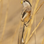 Reed Parrotbill (image by Mark Beaman)