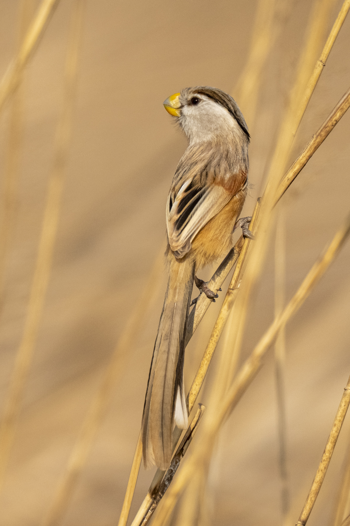 Reed Parrotbill (image by Mark Beaman)