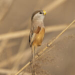 Reed Parrotbill (image by Mark Beaman)