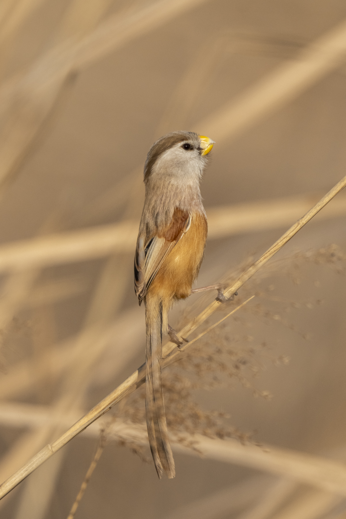 Reed Parrotbill (image by Mark Beaman)