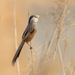 Reed Parrotbill (image by Mark Beaman)
