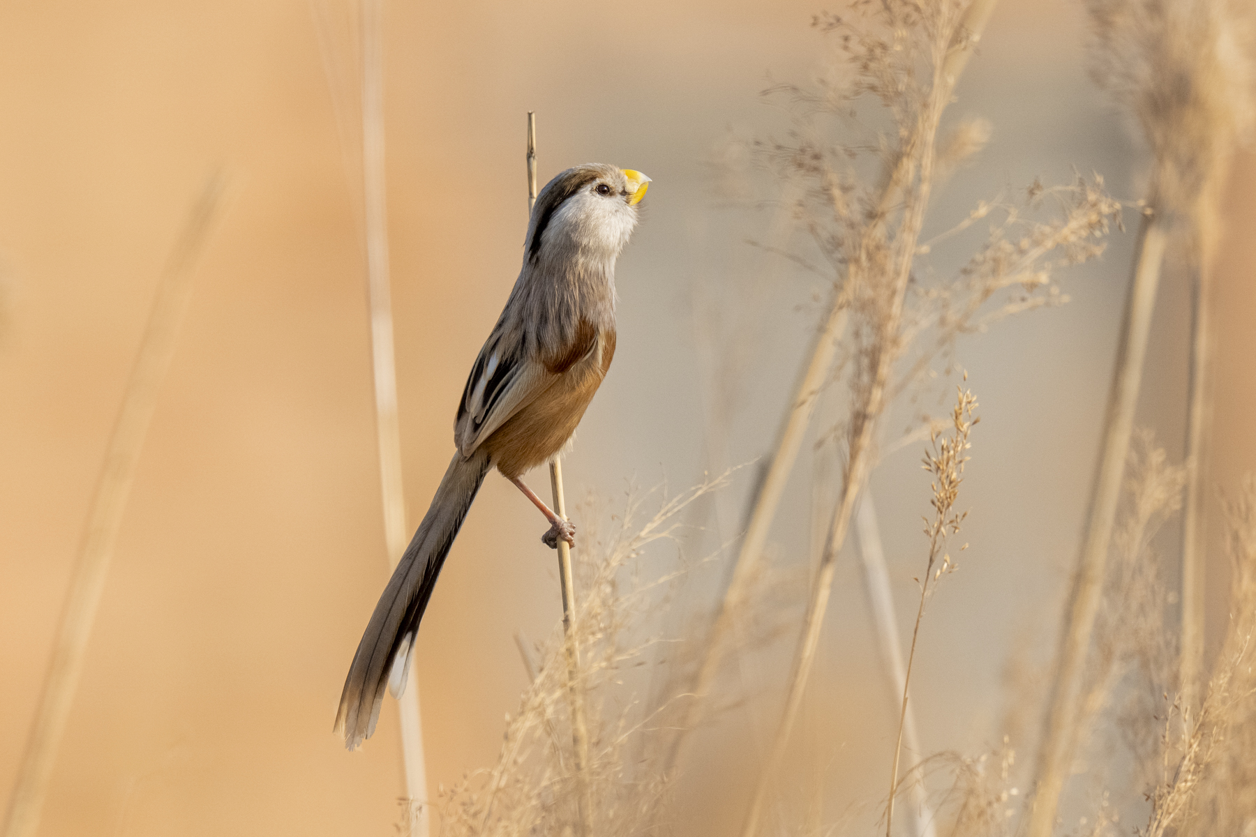 Reed Parrotbill (image by Mark Beaman)