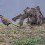 Reeves's Pheasant (image by Mark Beaman)