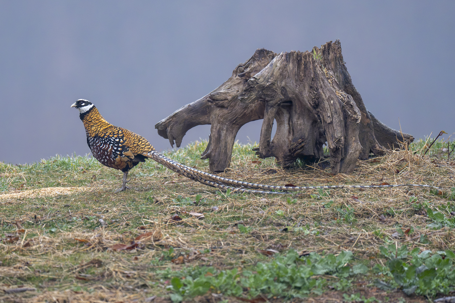Reeves's Pheasant (image by Mark Beaman)