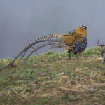 Reeves's Pheasants (image by Mark Beaman)