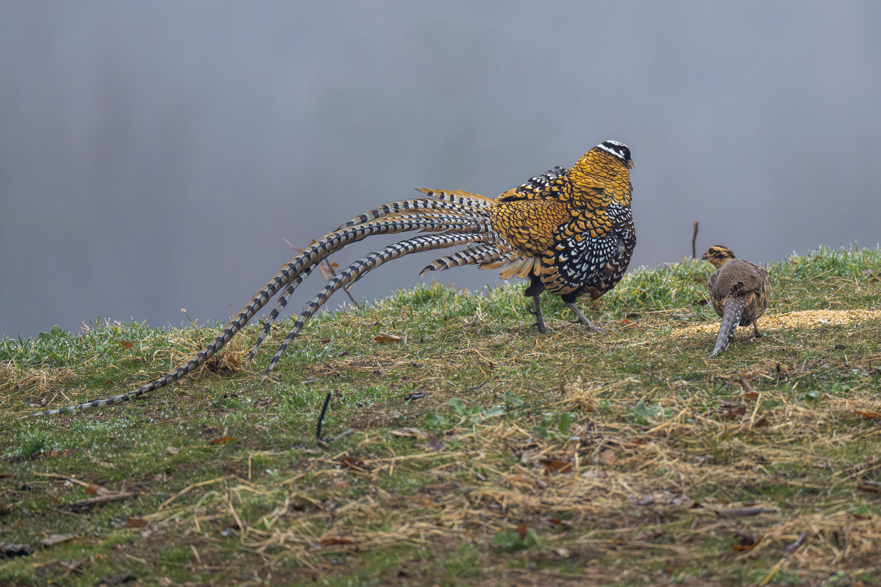 Reeves's Pheasants (image by Mark Beaman)
