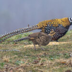 Reeves's Pheasants (image by Mark Beaman)