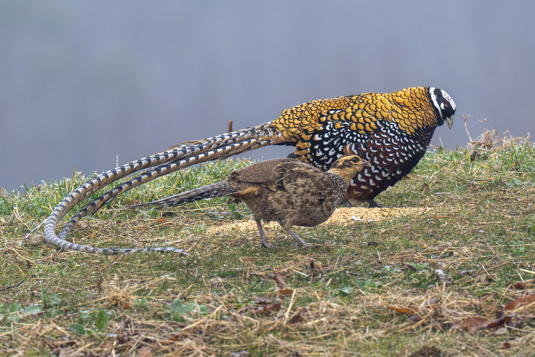 Reeves's Pheasants (image by Mark Beaman)