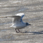 Relict Gull (image by Mark Beaman)