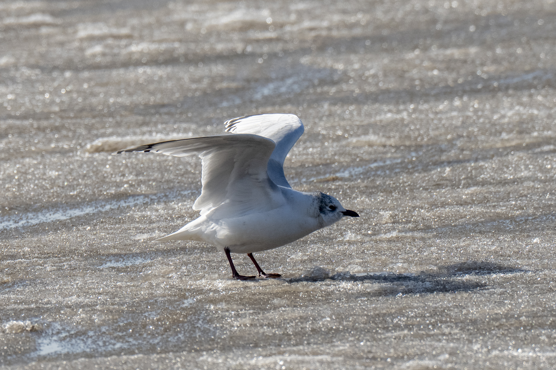 Relict Gull (image by Mark Beaman)