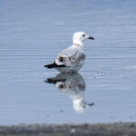 Relict Gull, one of the most sought-after Mongolian birds (image by Mark Beaman)
