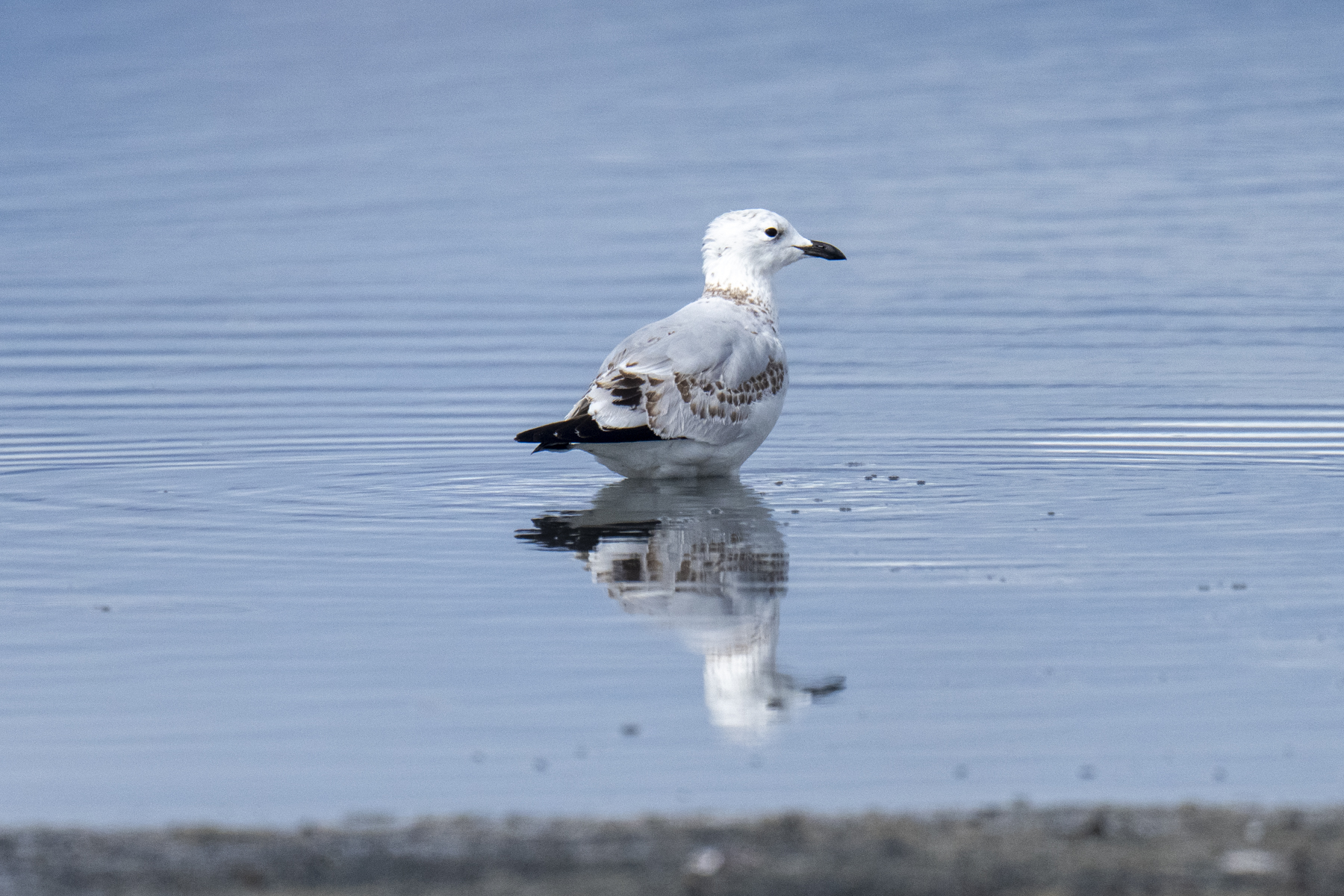 Relict Gull, one of the most sought-after Mongolian birds (image by Mark Beaman)