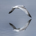 First-winter Relict Gull (image by Mark Beaman)