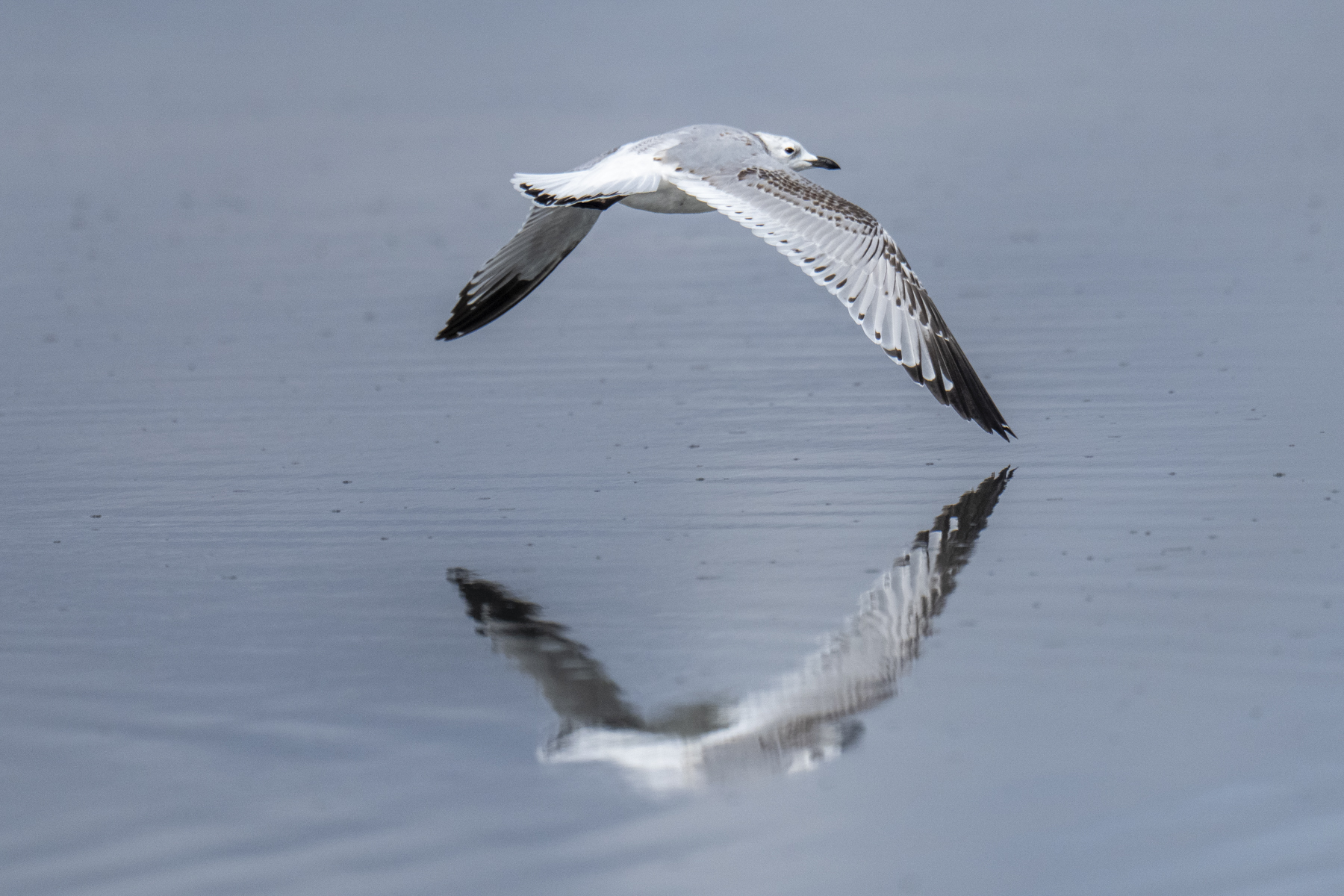 First-winter Relict Gull (image by Mark Beaman)