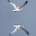 The rare Relict Gull (image by Mark Beaman)