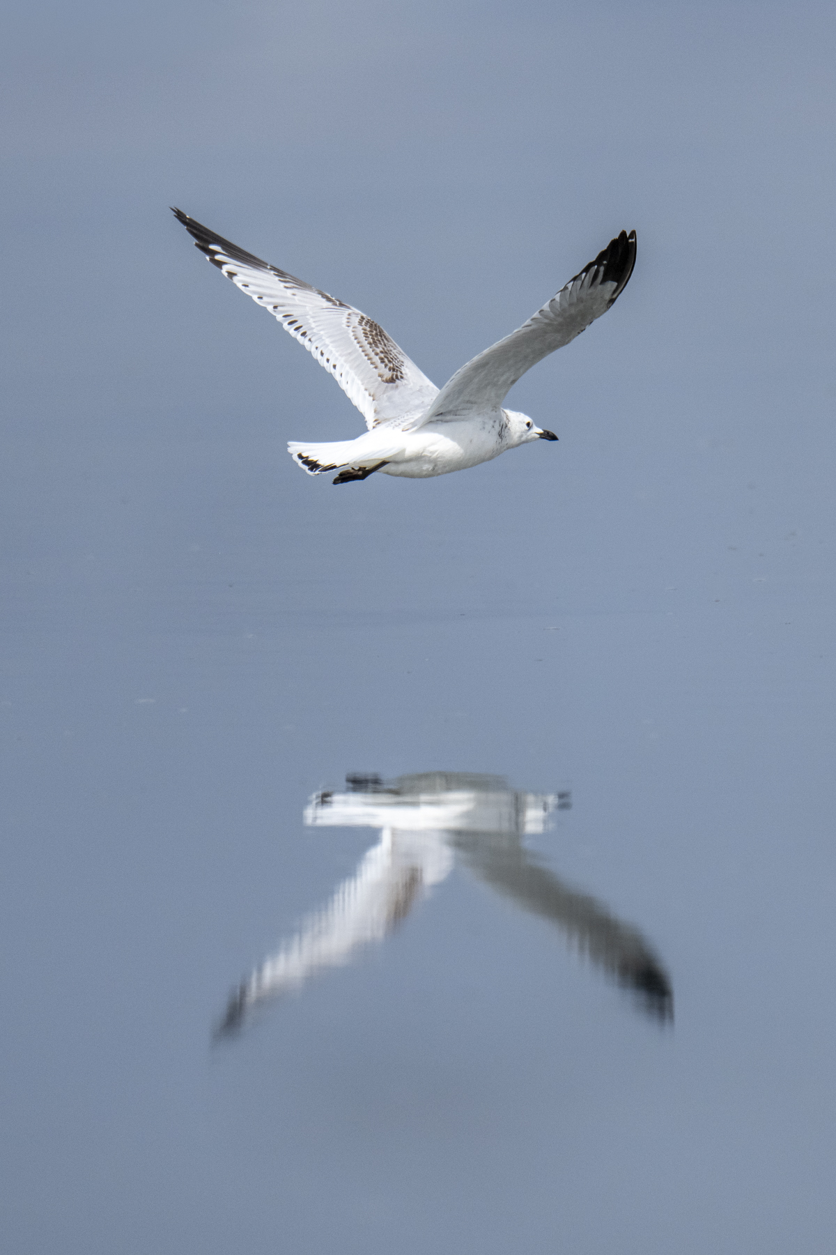 The rare Relict Gull (image by Mark Beaman)
