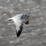 Relict Gull immature (image by Mark Beaman)