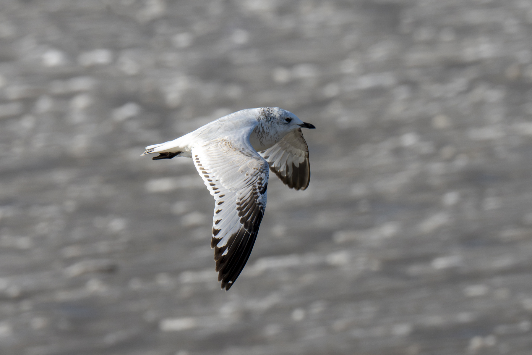 Relict Gull immature (image by Mark Beaman)