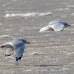 Relict Gulls (image by Mark Beaman)