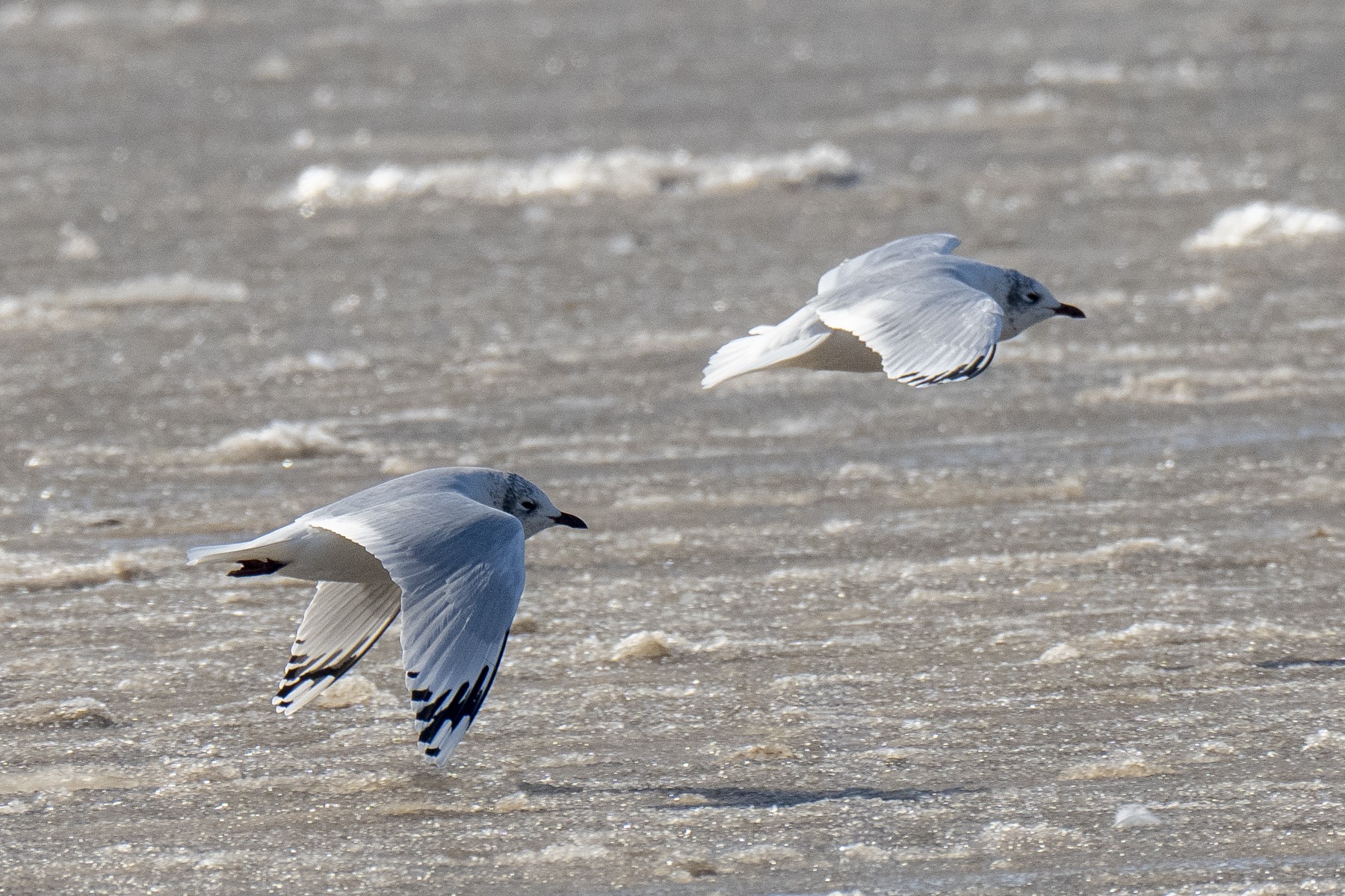Relict Gulls (image by Mark Beaman)
