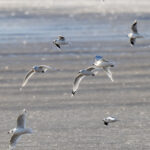 Relict and Saunders's Gulls (image by Mark Beaman)