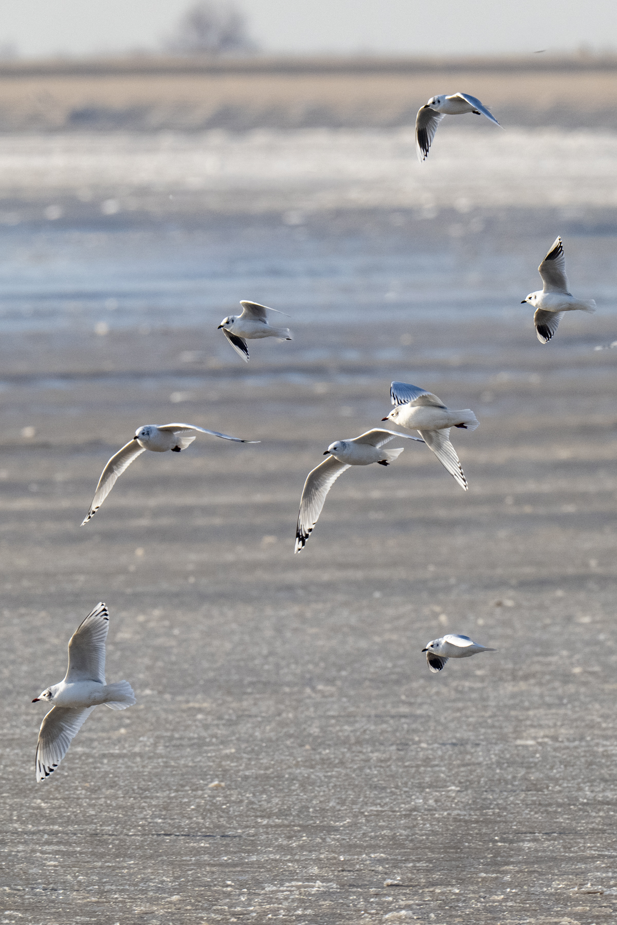 Relict and Saunders's Gulls (image by Mark Beaman)