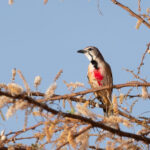 Rosy-patched Bushshrike (image by Mark Van Beirs)