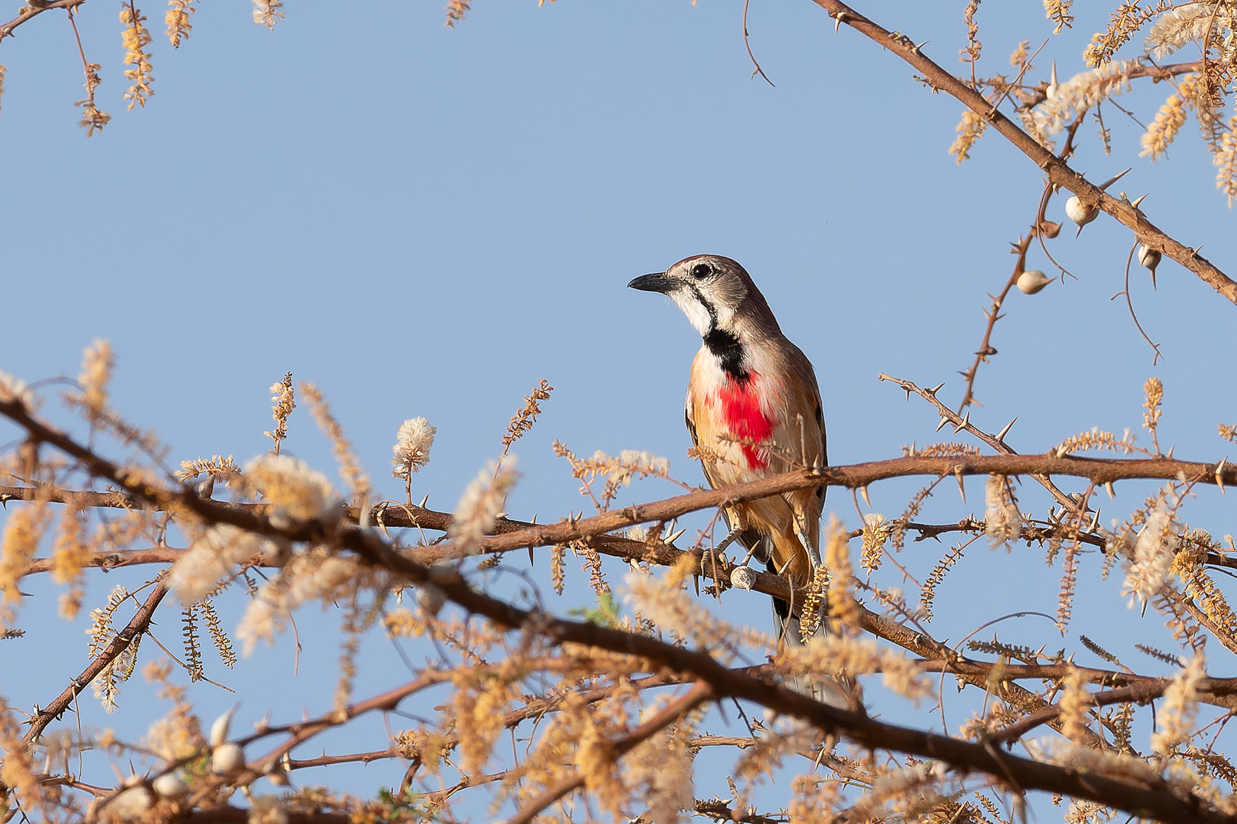 Rosy-patched Bushshrike (image by Mark Van Beirs)