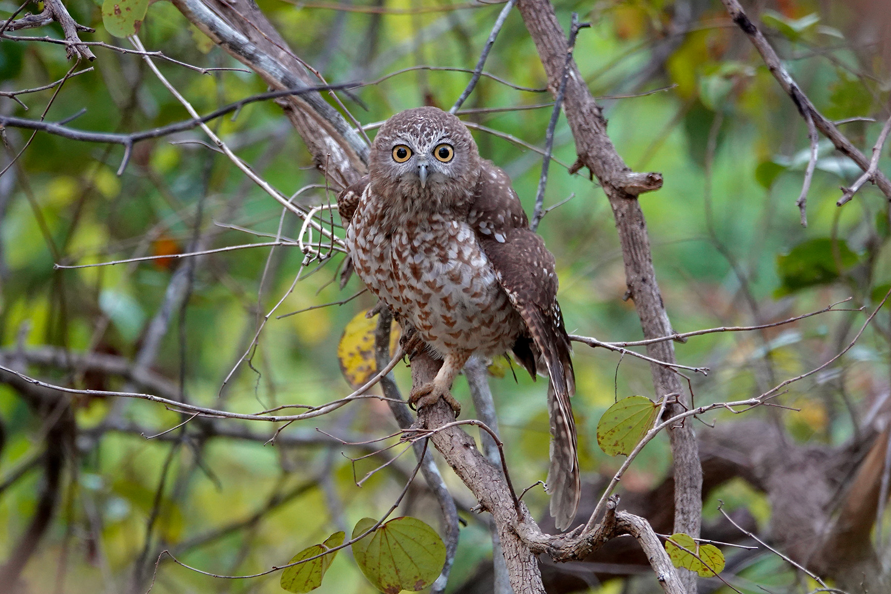 Rote Boobook (image by Craig Robson)