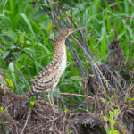 Rufescent Tiger Heron (image by Mark Van Beirs)