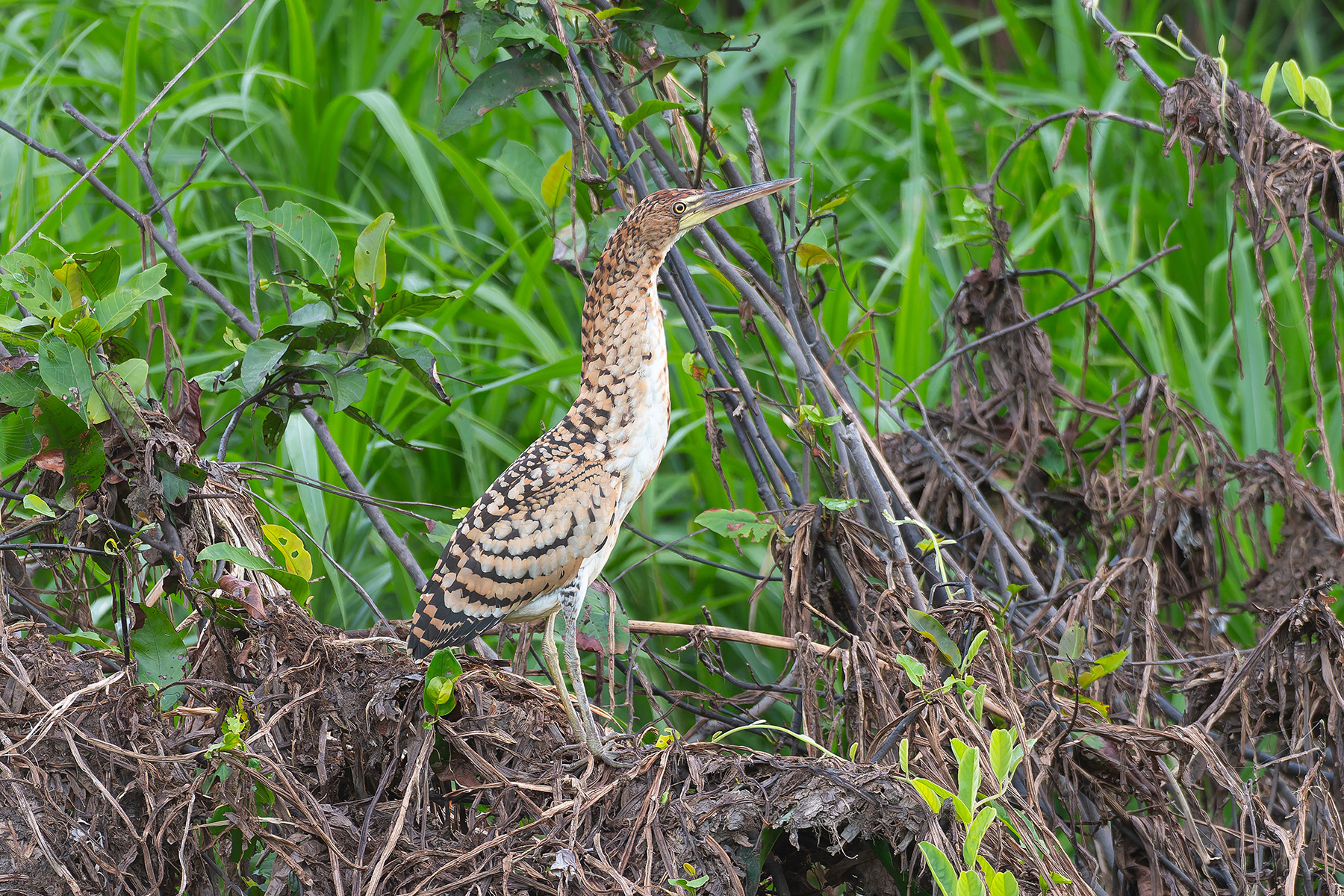 Rufescent Tiger Heron (image by Mark Van Beirs)