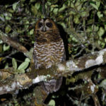 Rufous-banded Owl (image by Leo Garrigues)