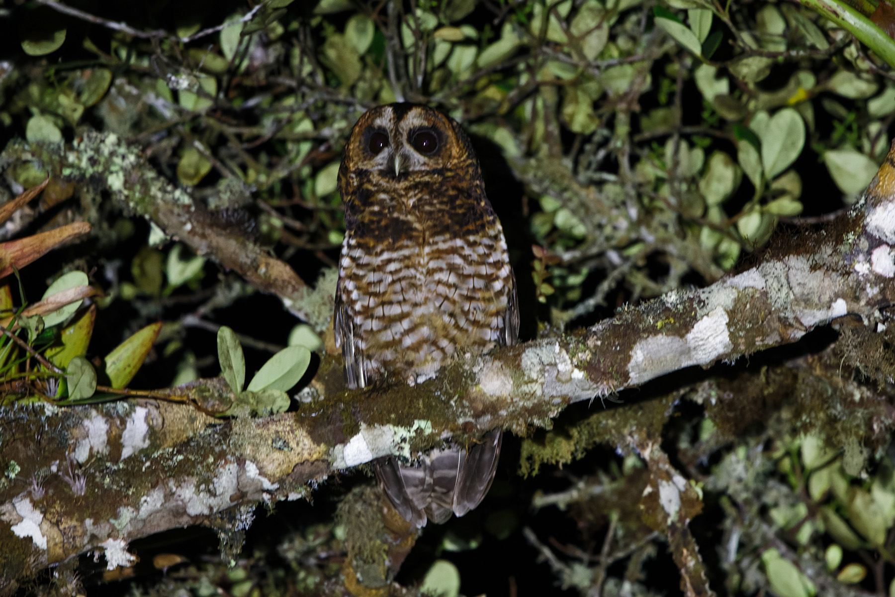 Rufous-banded Owl (image by Leo Garrigues)