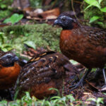 Rufous-breasted Wood-Quails (image by Leo Garrigues)
