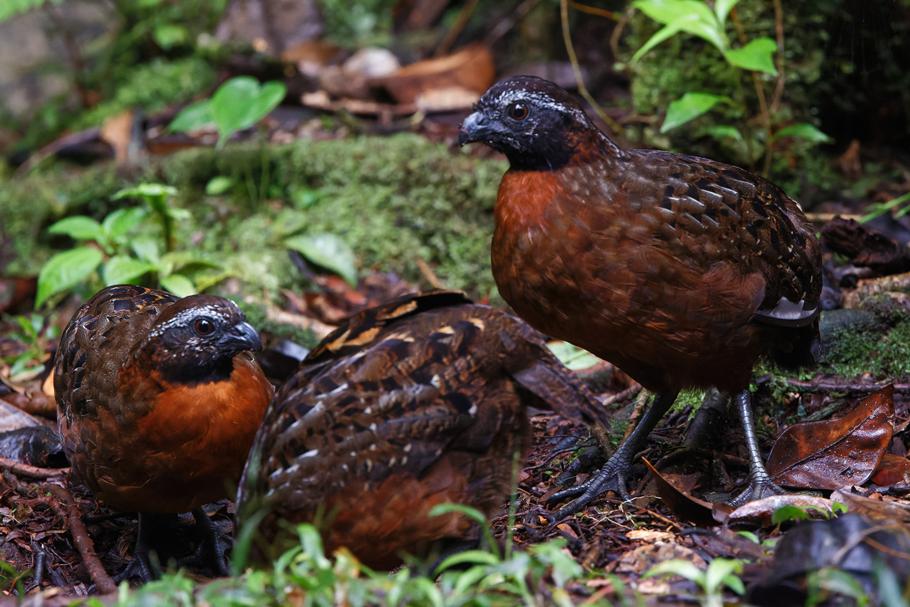 Rufous-breasted Wood-Quails (image by Leo Garrigues)