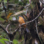 Rufous-crested Tanager (image by Leo Garrigues)