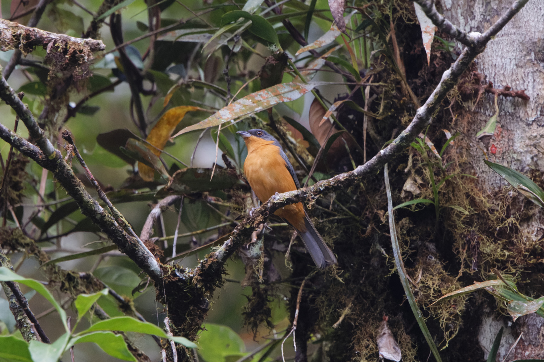 Rufous-crested Tanager (image by Leo Garrigues)