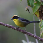 Yellow-breasted Brushfinch ssp baroni (image by Leo Garrigues)
