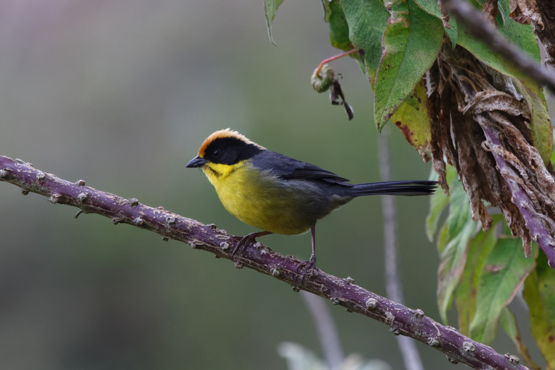 Yellow-breasted Brushfinch ssp baroni (image by Leo Garrigues)