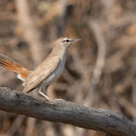 Rufous-tailed Scrub Robin (image by Mark Van Beirs)