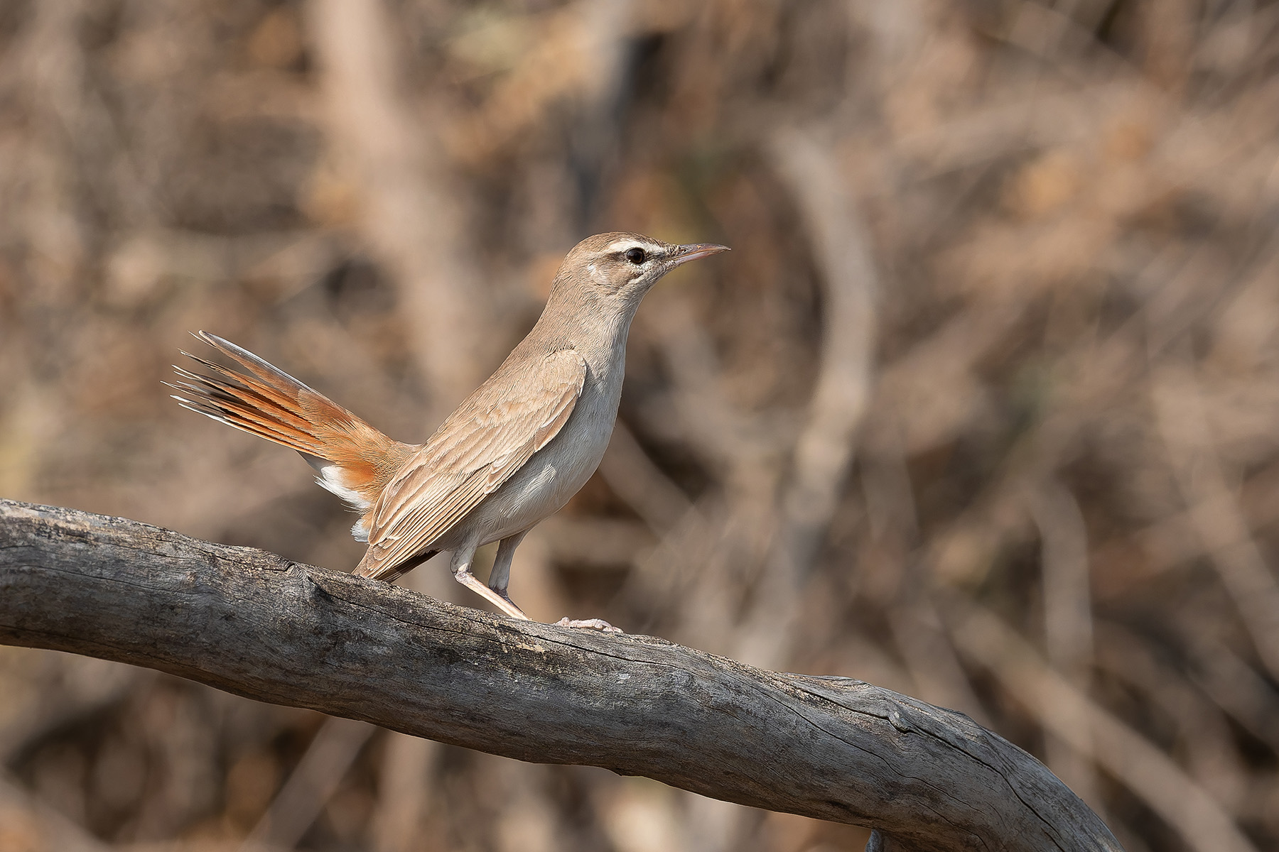 Rufous-tailed Scrub Robin (image by Mark Van Beirs)