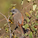 Russet-bellied Spinetail (image by Leo Garrigues)