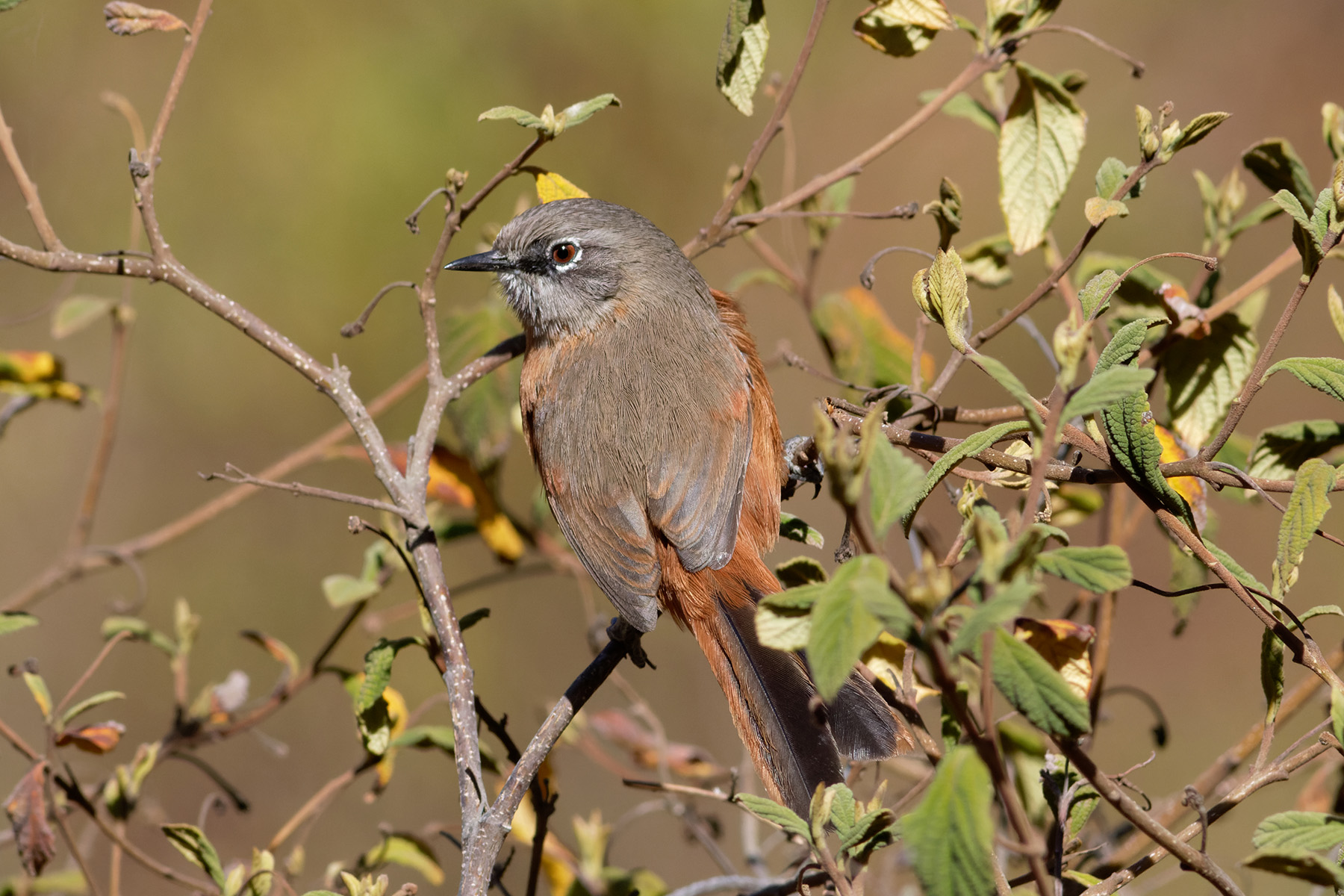 Russet-bellied Spinetail (image by Leo Garrigues)
