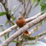 Russet-mantled Softtail (image by Leo Garrigues)