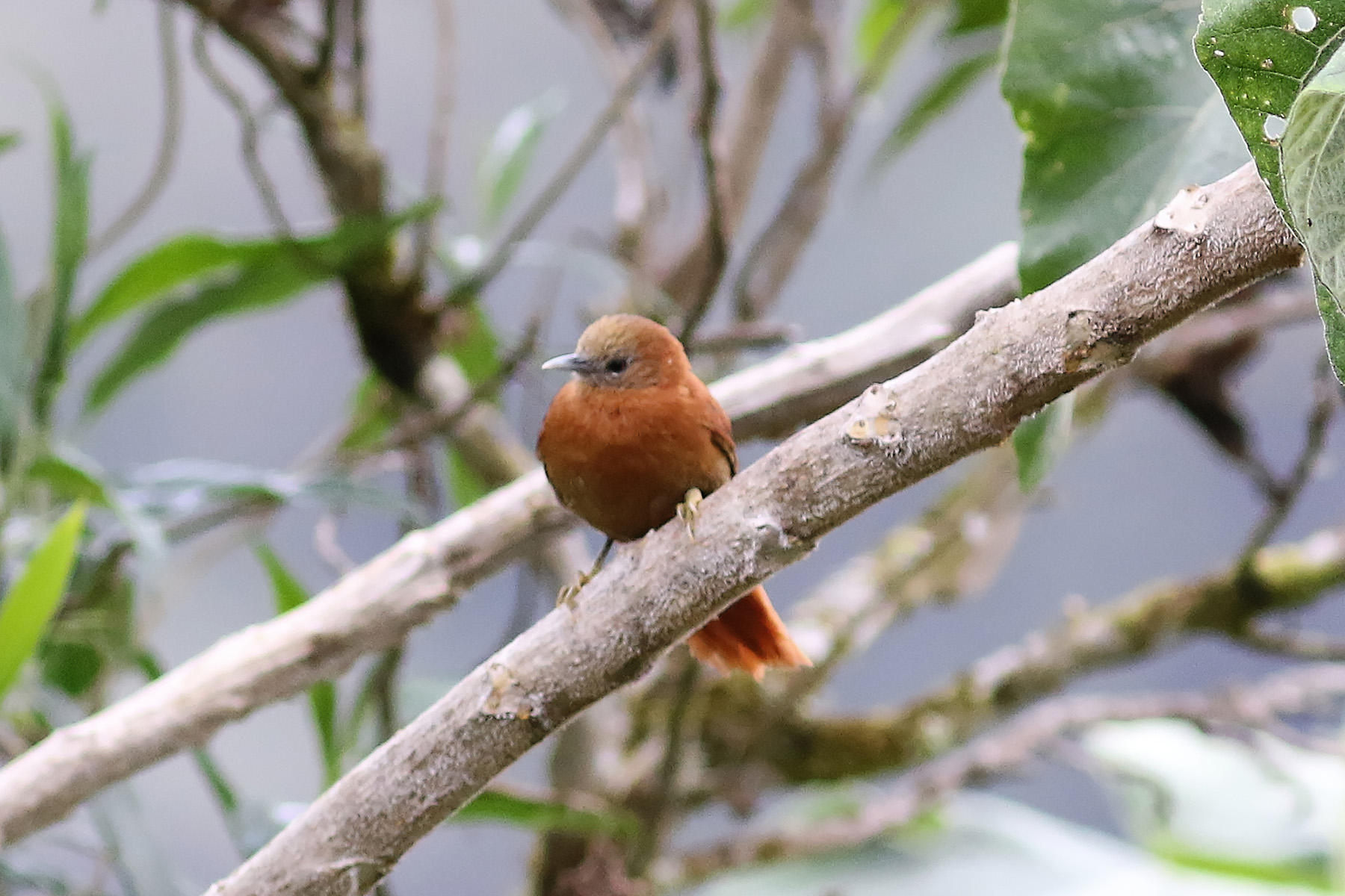 Russet-mantled Softtail (image by Leo Garrigues)
