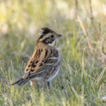 Rustic Bunting (image by Mark Beaman)