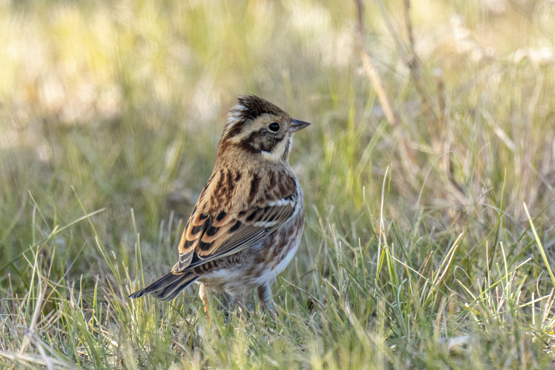Rustic Bunting (image by Mark Beaman)