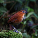 Rusty-tinged Antpitta (image by Leo Garrigues)