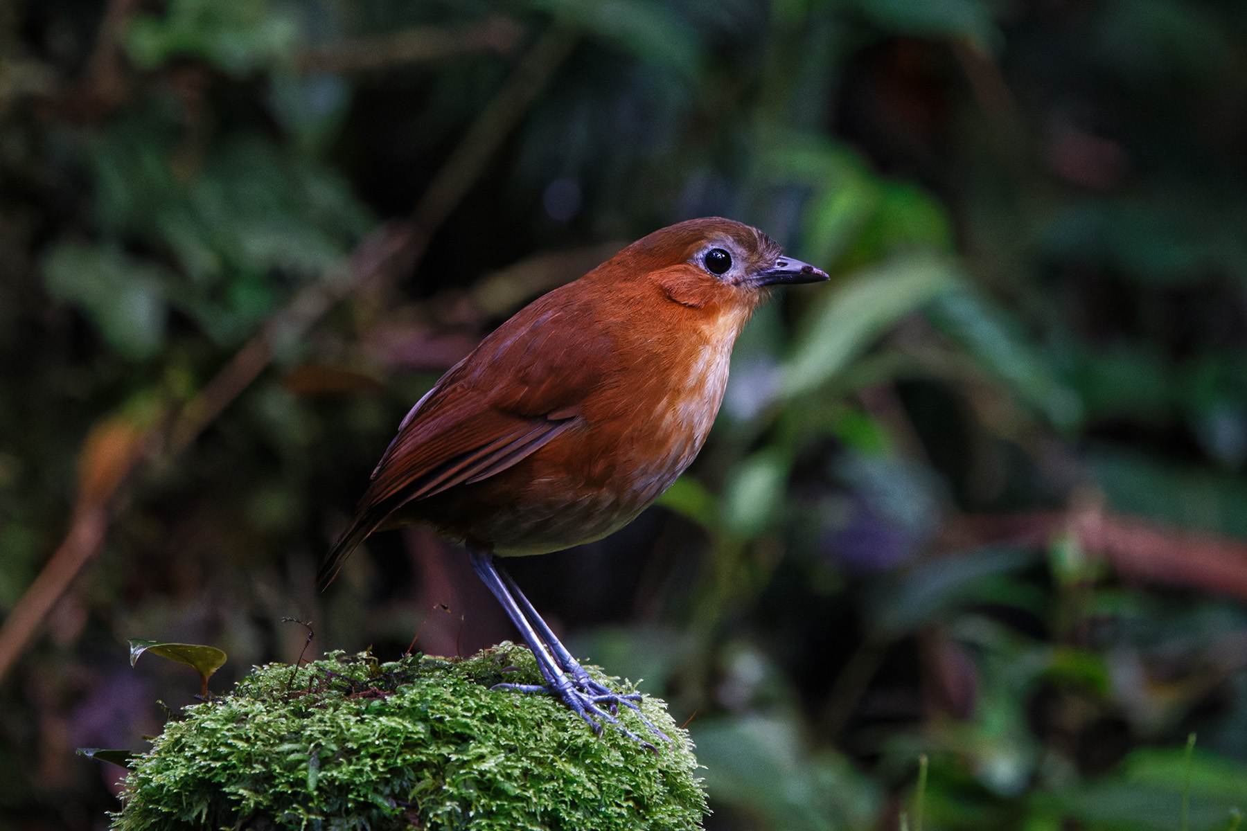 Rusty-tinged Antpitta (image by Leo Garrigues)