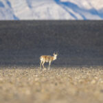 A Saiga in the desert-like lands below the snowy Altai range (image by Mark Beaman)
